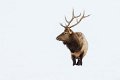 12 National Elk Refuge, wapiti